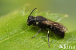 Poldermaskerbij (Hylaeus confusus)