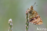 Lesser Marbled Fritillary (Brenthis ino)