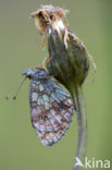 Lesser Marbled Fritillary (Brenthis ino)