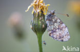 Lesser Marbled Fritillary (Brenthis ino)