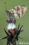 Lesser Marbled Fritillary (Brenthis ino)