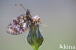 Lesser Marbled Fritillary (Brenthis ino)