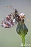 Lesser Marbled Fritillary (Brenthis ino)