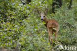 Roe Deer (Capreolus capreolus)