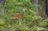 Roe Deer (Capreolus capreolus)