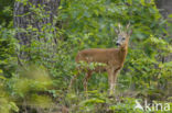 Roe Deer (Capreolus capreolus)