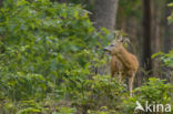 Roe Deer (Capreolus capreolus)