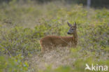 Roe Deer (Capreolus capreolus)