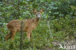 Roe Deer (Capreolus capreolus)