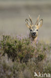 Roe Deer (Capreolus capreolus)