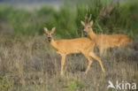 Roe Deer (Capreolus capreolus)