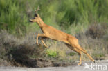 Roe Deer (Capreolus capreolus)