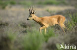 Roe Deer (Capreolus capreolus)