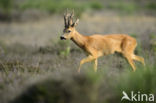 Roe Deer (Capreolus capreolus)