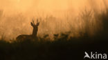 Roe Deer (Capreolus capreolus)