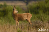 Roe Deer (Capreolus capreolus)