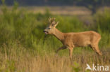 Roe Deer (Capreolus capreolus)