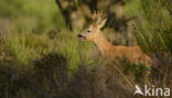 Roe Deer (Capreolus capreolus)