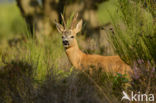 Roe Deer (Capreolus capreolus)