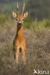 Roe Deer (Capreolus capreolus)