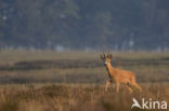 Roe Deer (Capreolus capreolus)