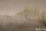 Roe Deer (Capreolus capreolus)