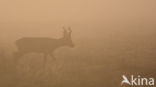 Roe Deer (Capreolus capreolus)