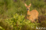 Roe Deer (Capreolus capreolus)