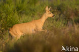 Roe Deer (Capreolus capreolus)