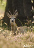 Roe Deer (Capreolus capreolus)