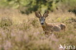 Roe Deer (Capreolus capreolus)