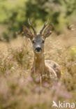 Roe Deer (Capreolus capreolus)