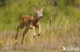 Roe Deer (Capreolus capreolus)