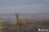 Roe Deer (Capreolus capreolus)