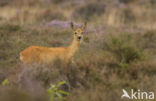 Roe Deer (Capreolus capreolus)