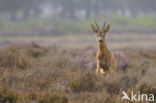 Roe Deer (Capreolus capreolus)