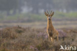 Roe Deer (Capreolus capreolus)