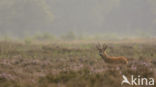 Roe Deer (Capreolus capreolus)