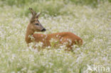 Roe Deer (Capreolus capreolus)