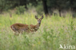 Roe Deer (Capreolus capreolus)