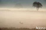 Roe Deer (Capreolus capreolus)