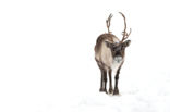 Reindeer (Rangifer tarandus tarandus)