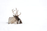 Reindeer (Rangifer tarandus tarandus)