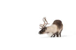 Reindeer (Rangifer tarandus tarandus)