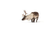 Reindeer (Rangifer tarandus tarandus)