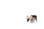 Reindeer (Rangifer tarandus tarandus)
