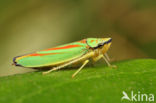 Rhododendroncicade (Graphocephala fennahi)