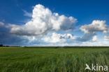 Riet (Phragmites australis)