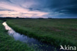 Riet (Phragmites australis)