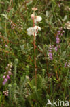 Round-leaved Wintergreen (Pyrola rotundifolia)